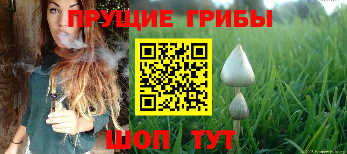 Галлюциногенные грибы Psilocybe Красноармейск